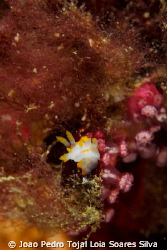 A tiny Limacia clavigera sniffing around. Shot using Cano... by Joao Pedro Tojal Loia Soares Silva 